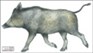 Vildsvin, "matgris" 26 x 46cm, papper