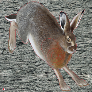 Fälthare papper 3D