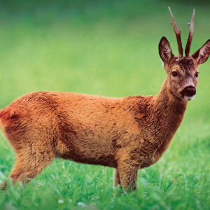Rådjur Direct Hit kanalplast