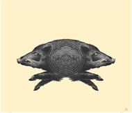 Siamesgris 1 tr-omr. SIUS S110