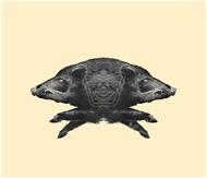 Vildsvin Siames jakt Sius S110 Kanalplast