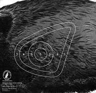 Träffområde vildsvin vänster (2017)