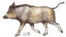 Vildsvin, "matgris" 26 x 46cm, papper