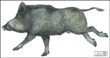 Vildsvin, 95x180 cm, kanalplast
