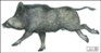 Vildsvin, Galt 33 x 63cm, papper