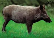 Vildsvin Direct Hit  70x100 cm papper